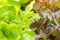 Close up hydroponic plants in vegetable garden farm in home. Green and red oak lettuces leafs in organic modern farm. Growing