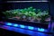 close-up of hydroponic system with led lights, water, and nutrients visible