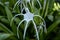 Close up of Hymenocallis speciosa, the green tinge spiderlily. White flower on green natural background. Beautiful tropical plant