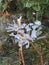 Close up of ice covered heracleum flower