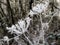 Close up of ice crystals formed on a Wild Parsley plant