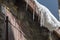 close up of ice stalactite Snow, forest and mountains for a ski typical resort wellness winter