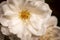 Close up of an Iceberg White Rose