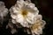 Close up of an Iceberg White Rose