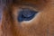 Close up of Icelandic Pony`s Eye
