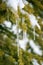 Close up of an icicle hanging on a snowy pine tree branch