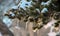 Close up of an icicle hanging on a snowy pine tree branch in winter