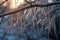 close-up of icicles forming on tree branches