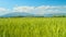 CLOSE UP: Idyllic view of a small village behind a swaying field of wheat.