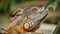 Close up of a Iguana and bee sitting on it`s nose