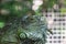 Close-up Iguana in the cage, with beautiful Bokeh background