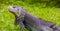 Close up of a Iguana on grass