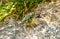 Close up of an iguana in Guadeloupe