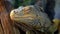 Close-up of iguana lizard