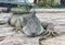 Close Up of Iguana in Seminario Park, Guayquil Ecuador