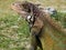 Close up of Iguana in St.Thomas USVI