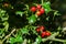 Close-up of Ilex aquifolium or European holly leaves and fruits