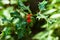 Close-up of Ilex aquifolium or European holly leaves and fruits
