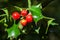 Close-up of Ilex aquifolium or European holly leaves and fruits