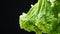 Close-up illustration of upside down iceberg lettuce twisting around slowly from on black background