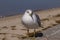 Close up image of an adult ring billed gull