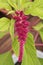 Close up image of  Amaranthus Love lies bleeding flower with green ledge