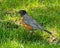 Close up image of an American Robin