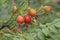 Close up image of Amur rose fruits.