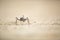 Close up image of an armour plated ground cricket. Namibia.