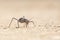 Close up image of an armour plated ground cricket. Namibia. Macro shot. On rocky ground. Searching for food. Scary looking insect.