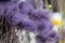 Close-up image of an arrangement of vibrant purple lagurus flowers