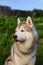 Close-up image of attentive dog breed siberian husky in the forest on a sunny day at sunset.