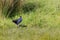 Close up image of a Australasian swamphen, Porphyrio melanotus