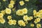 Close-up image of Aztec marigold flowers