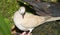 Close up image of a Barbary Dove