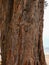 Close up image bark pattern seamless texture from a tree.