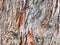 Close up image bark pattern seamless texture from a tree.