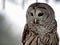 Close up image of a barred owl