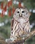 Close up image of a barred owl