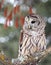 Close up image of a barred owl