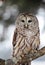 Close up image of a barred owl