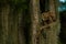 Close up image of Barred owl, Perched on branch, South Carolina swamps