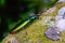 Close up image of a beautiful metallic jewel beetle