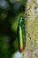 Close up image of a beautiful metallic jewel beetle