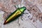 Close up image of a beautiful metallic jewel beetle