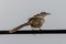 Close-up image of beautiful Striated Grass bird with nature background