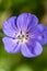 Close-up image of the beautiful summer flowering Geranium maderense violet flower, also known as giant herb-Robert