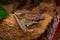 Close-up image of beautiful Torrent Frog of Borneo