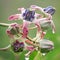 Close up image of the beautyful flower. Widuri. Biduri. Calotropis gigantea