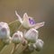 Close up image of the beautyful flower. Widuri. Biduri. Calotropis gigantea